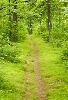 The Trail