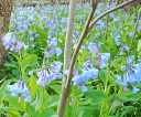 Blue Bells