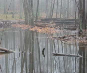 Swamp near end of north loop