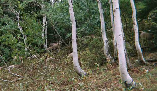 Rouge sheep looking for trouble