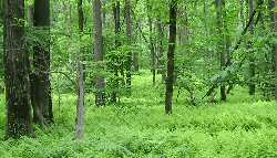 The Laurel Highlands -- Click for larger