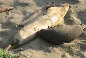Elephant Seals
