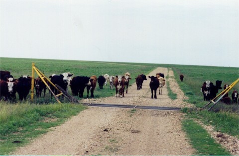 Cows on Lean Horse course