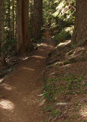 Trail up Mt. Townsend