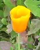 California Poppy
