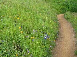 Through the Lupine and Poppies
