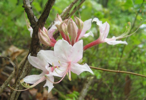 Wild Azalea