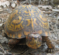 Turtle