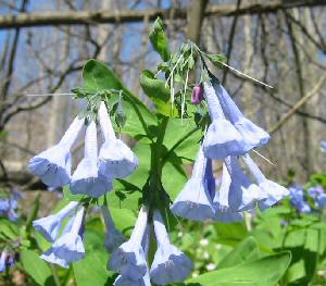 Blue Bells along the Bull Run Trail -- click for larger view