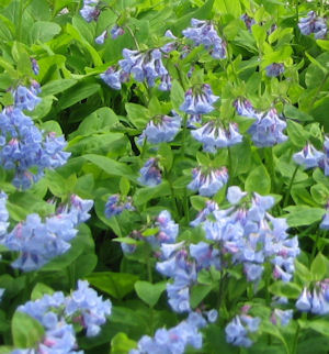 Blue Bells