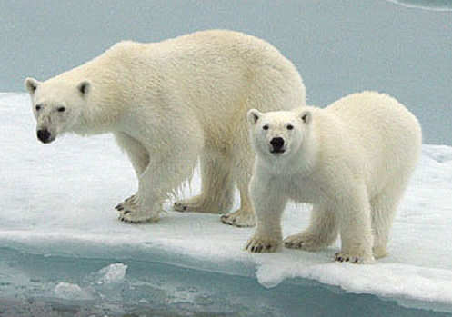 Image of Polar Bears