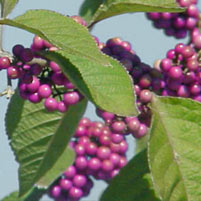Photo of berries