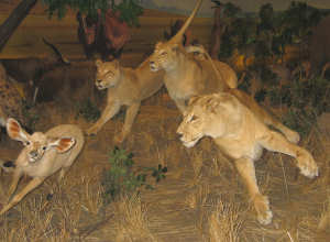 Photo of lions