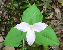 trillium