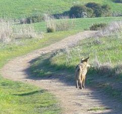 Coyote on the Trail