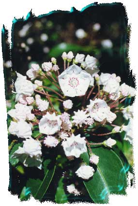 Mountain Laurel, photo by Dee Allen